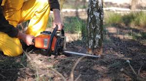 Reliable Beaver, UT Tree Removal and Landscaping Services Solutions